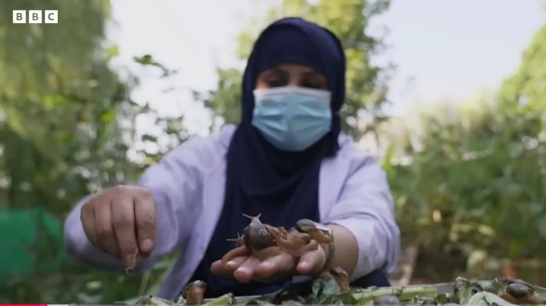 BBC Official News - Snail Farm Production